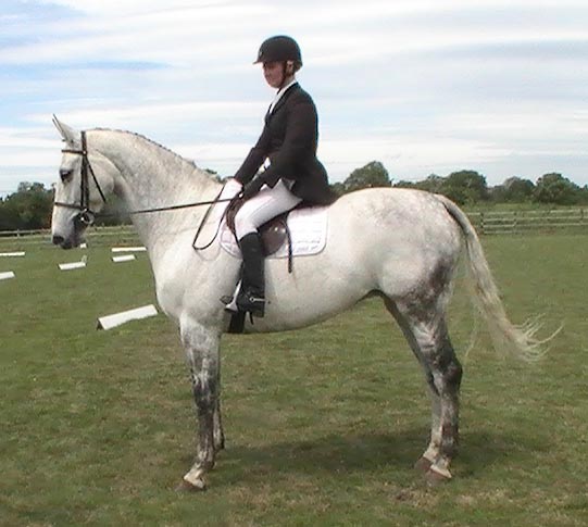 Dressage Horse - Eighteen